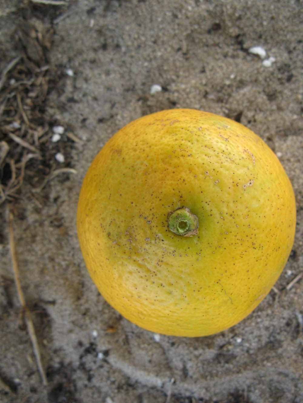              Fruit (Winter Haven, FL)       